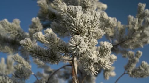 Winterkiefer an einem Wintertag