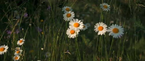 Chamomile Field