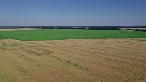 Top View to the Farm Wheatfield