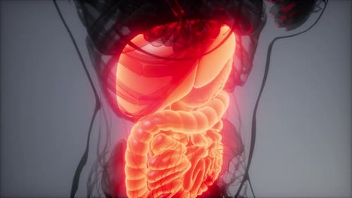 Glowing Human Digestive System 3D Medical Animation