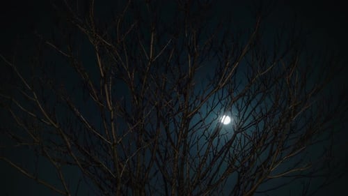 Moon And Tree