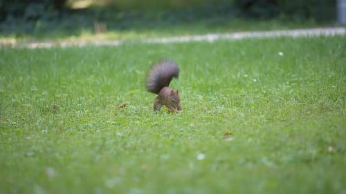 Eichhörnchen sucht etwas