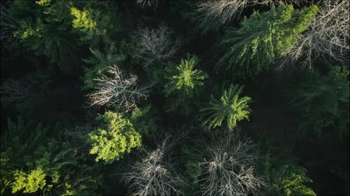 Die Baumkronen des mysteriösen Waldes wurden von oben entfernt