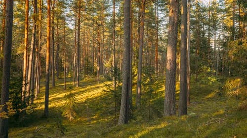 Time Lapse Autumn Forest At Sunset Evening