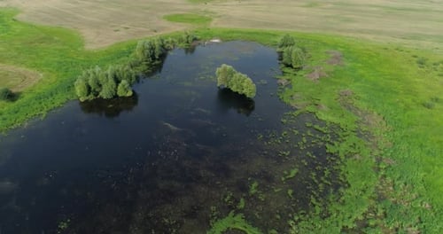 Aerial View of a Flock of Birds Takes Off From a Small Lake in the Middle of a Green Meadow