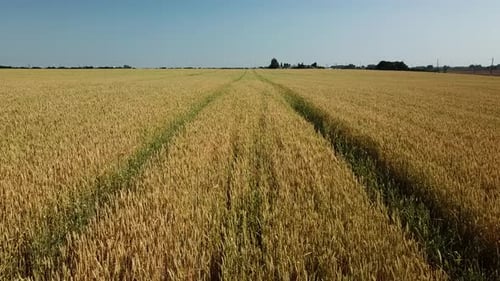 Wheat Field and Sunny Day, Beautiful Nature Landscape. Rural Scenery Under Shining Sunlight.