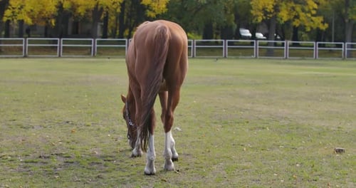 Back View of a Graceful Brown Horse Eating Grass in the Corral