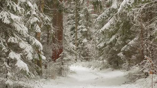 Snowy Path Through a Winter Forest