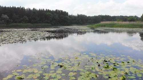 Flying Over Lake and Water Lily, Aerial Drone View