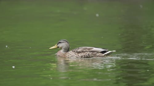 duck swims on a pond on a summer day