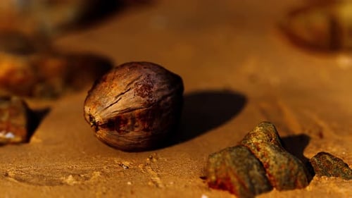 Coconut on Sand Beach at Sunset