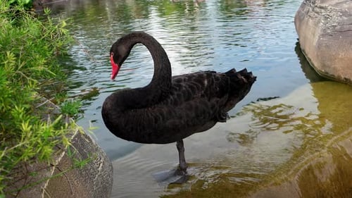 Der schwarze Schwan schwimmt im Wasserteich