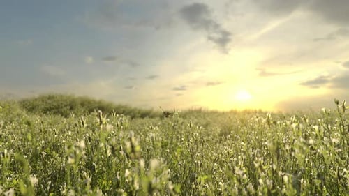 Schöne Wildblumen und Schmetterling im Morgendunst in der Natur