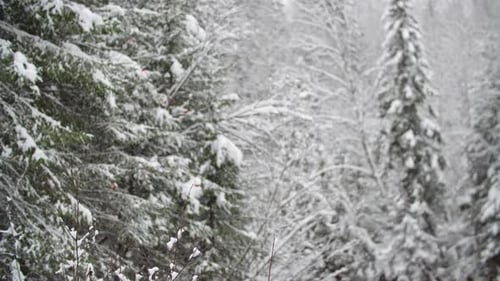 Wald mit weißem Schnee bedeckt