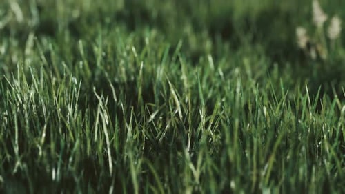 Weicher defokussierter Frühlingshintergrund mit einem üppigen grünen Gras