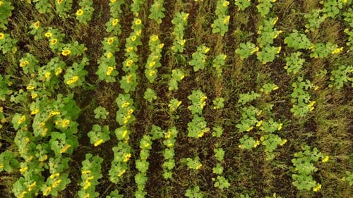 A Bright Field of Rows of Ripe Sunflowers - Aerial