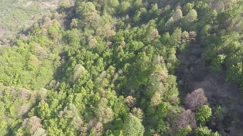 Aerial Green Forest