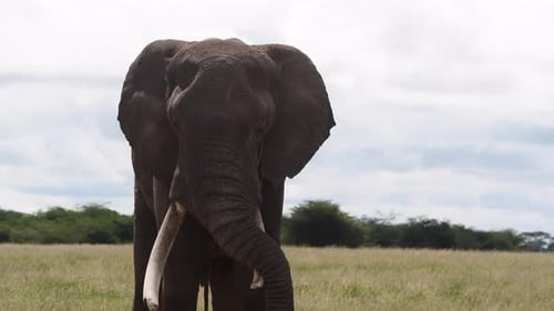 Afrikanischer Elefant (Loxodonta africana) großer Bulle ruht mit Rüssel über dem Stoßzahn, Amboseli N.P. Kenia.
