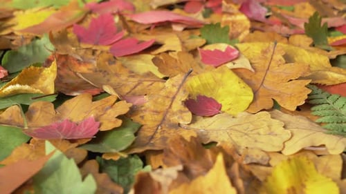 Herbstlaub von oben gesehen