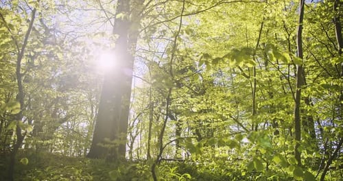 Majestic Shot of Lime Green Trees in Forest Woods and Sun Flare in Background