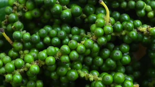 Green Peppercorns Growing on the Vine Close Up