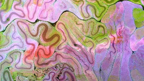 Abstract Macro Footage of Vibrant Cell Network