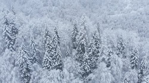 Luftaufnahme: Fichten- und Kiefernwinterwald, der vollständig mit Schnee bedeckt ist.