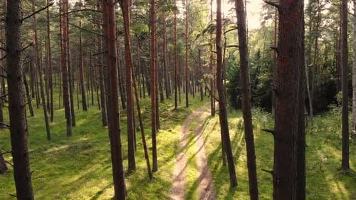 AERIAL: Carefully Flying Over the Path in the Green Pine Forest on a Sunny Day