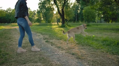 Dog Catches Ball in Park with Owner