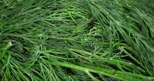 Dill with Water Drops Rotates Slowly.