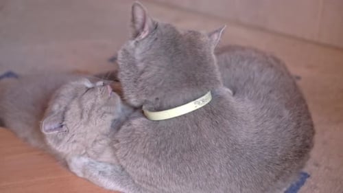 Mom Cat der British Lopeared Breed spielt mit einem Kätzchen und leckt es
