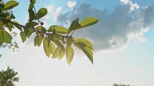 Äste mit grünen Blättern an einem sonnigen Tag, natürliche Zeitlupen-Hintergrund