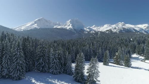 Flight Over the Snow-covered Spruce Forest with Mountains in the Background