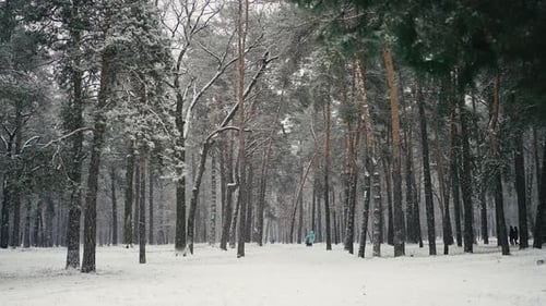 Wintertime Scene of People Walking in Pine Tree Forest Under Snowfall Slow Motion