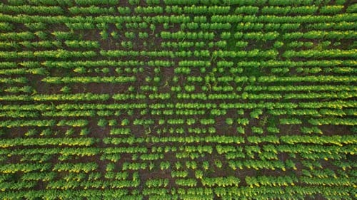 4K Flying over a field with sunflowers. View from a drone