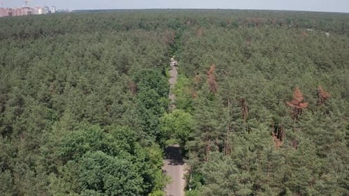 Drohnenansicht eines Autos entlang der Waldstraße