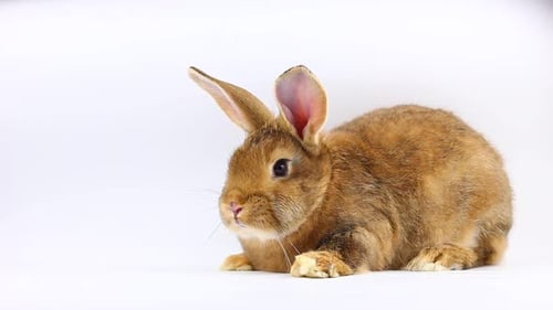 Brown Rabbit Sitting on White Background