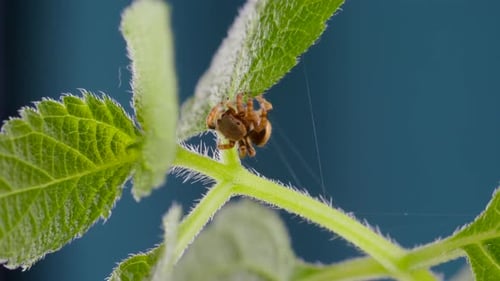 Entzückende springende Spinne geht und neugierig aussieht auf Green Leaf