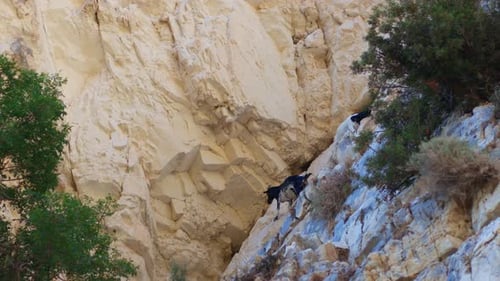 Mountain Goats Climb Rocky Cliff Face