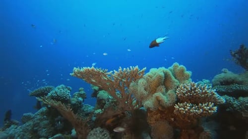 Underwater Sea Coral Tropical Reef