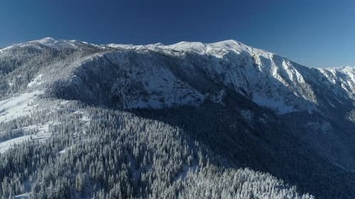 Flight Over the Snowcovered Spruce Forest with Mountains in the Background
