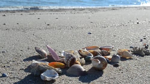 Cockleshells 59