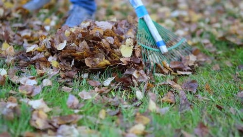 Rake with Fallen Leaves at Autumn