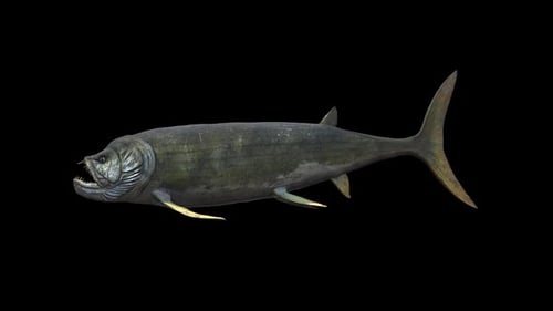Xiphactinus Schwimmen