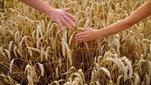 Child and Father in a Wheat Field