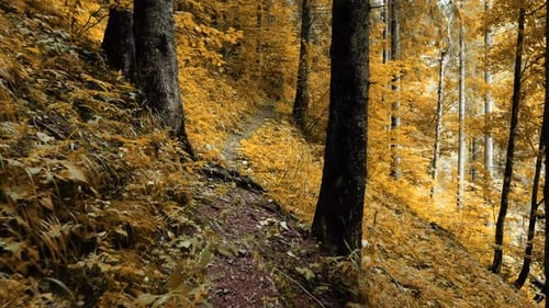 Magischer Herbstwald in der Morgenzeit