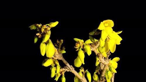 Forsythia yellow flowers blooming in early spring, time-lapse with alpha channel