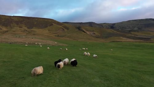 Herd of sheep. A flock of sheep runs across the field. Icelandic sheep. Sunset.