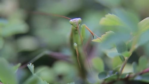 Green Mantis or Mantis on a Green Leaf