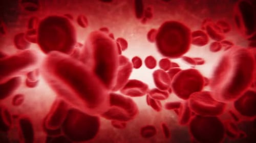 Red Blood Cells Flowing Through Vein Medical Animation